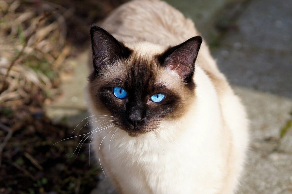 cat, siamese, pet