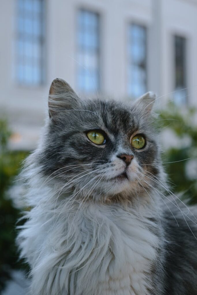 Portrait of a Long-haired Cat